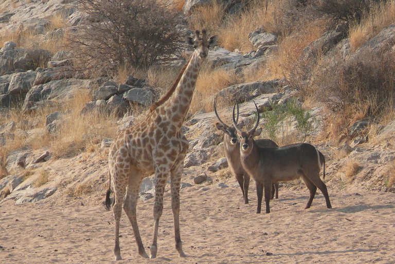 Giraffe mit Wasserböcken