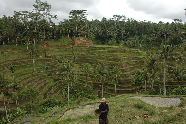 Reisterrassen in Bali