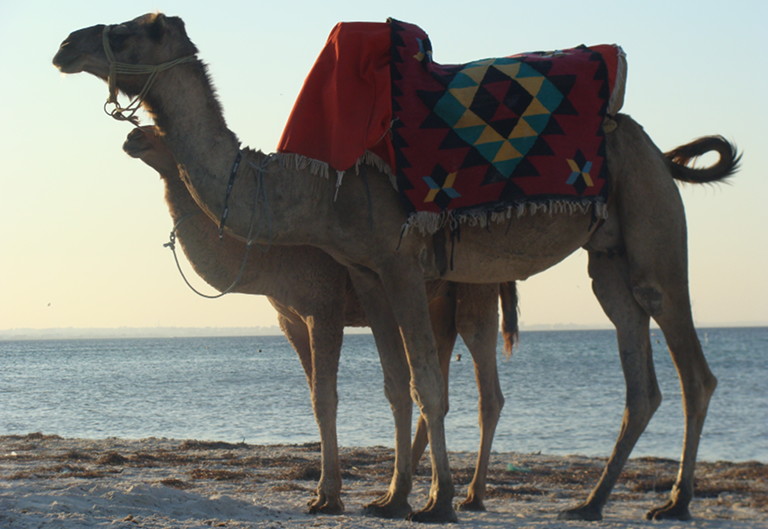 Kamele in Marokko